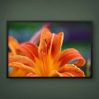 Quadro Decorativo Lírio Laranja