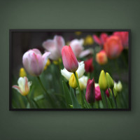 Quadro Decorativo Tulipa em Close