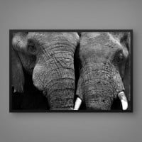 Quadro Decorativo Close no Elefante