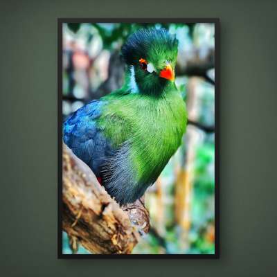 Quadro Decorativo Turaco Verde