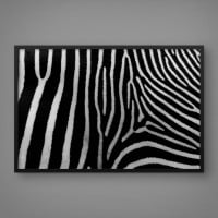 Quadro Decorativo Zebra de Perfil