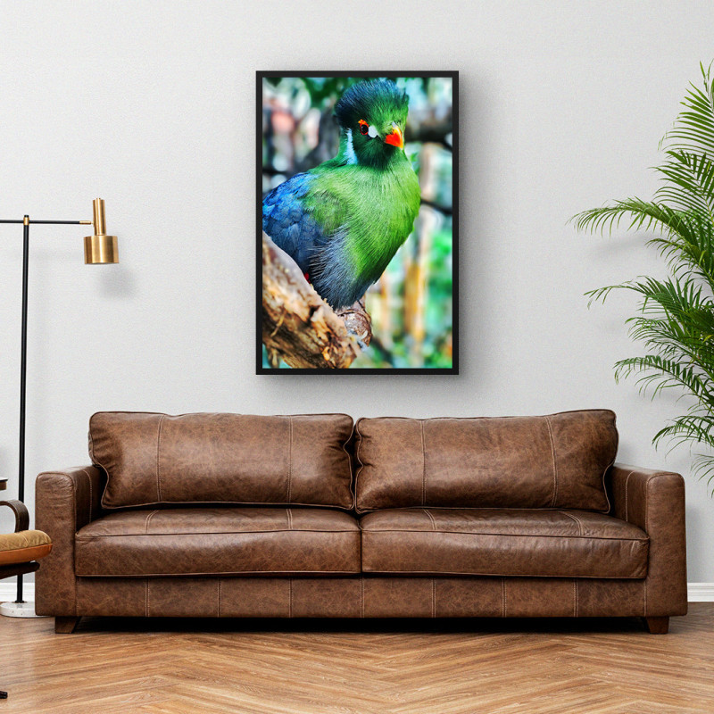 Quadro Decorativo Turaco Verde