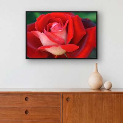 Quadro Decorativo Rosa em Close